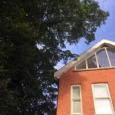Tree hazard and risk assessments Tree hazard and risk assessments