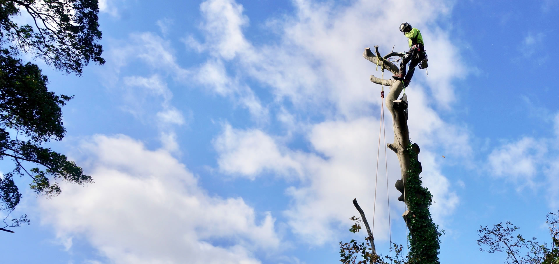 Tree-surgeon