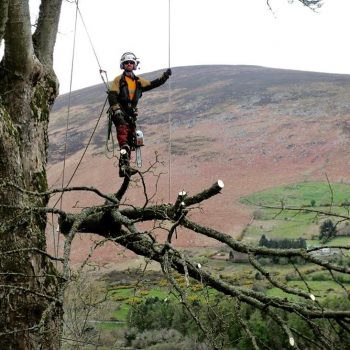 tree-surgeon