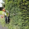 Hedge Trimming