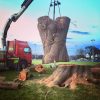 tree-felling-removal