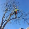 tree-pruning