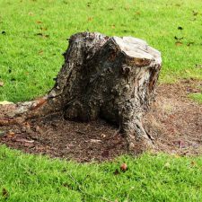 Stump Grinding